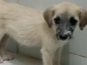 Cachorro raça SRD-ViraLata idade 7 a 11 meses nome Cook
