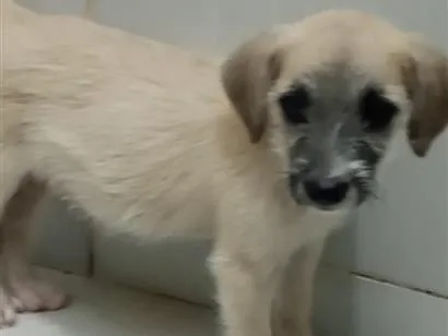 Cachorro raça SRD-ViraLata idade 7 a 11 meses nome Cook