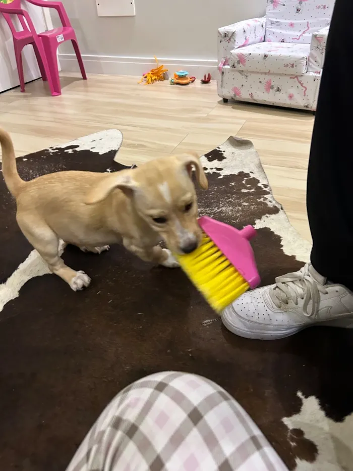 Cachorro raça SRD-ViraLata idade 2 a 6 meses nome Sheila
