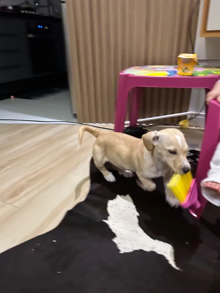 Cachorro raça SRD-ViraLata idade 2 a 6 meses nome Sheila