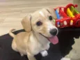 Sheila