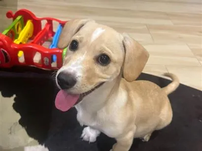Cachorro raça SRD-ViraLata idade 2 a 6 meses nome Sheila