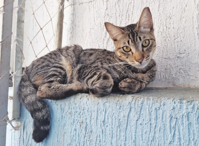 Gato raça SRD-ViraLata idade 1 ano nome Abu