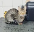 Abu