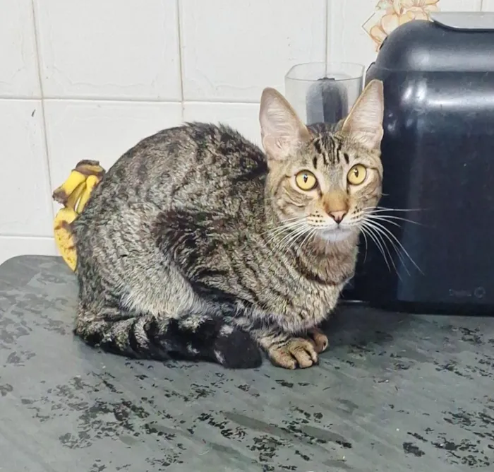 Gato raça SRD-ViraLata idade 1 ano nome Abu