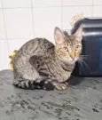 Abu