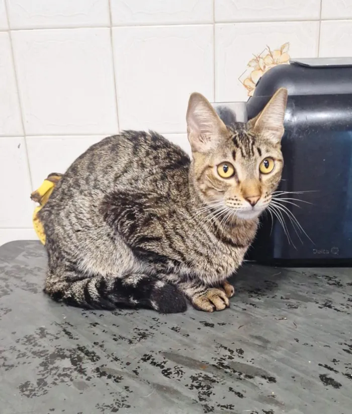 Gato raça SRD-ViraLata idade 1 ano nome Abu