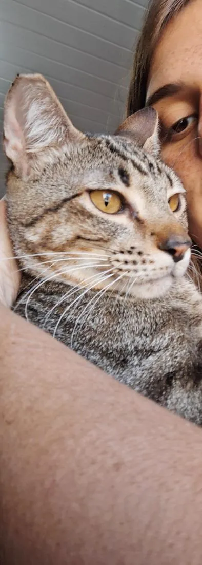 Gato raça SRD-ViraLata idade 1 ano nome Abu
