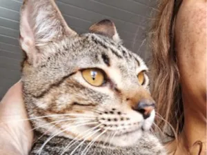 Gato raça SRD-ViraLata idade 1 ano nome Abu