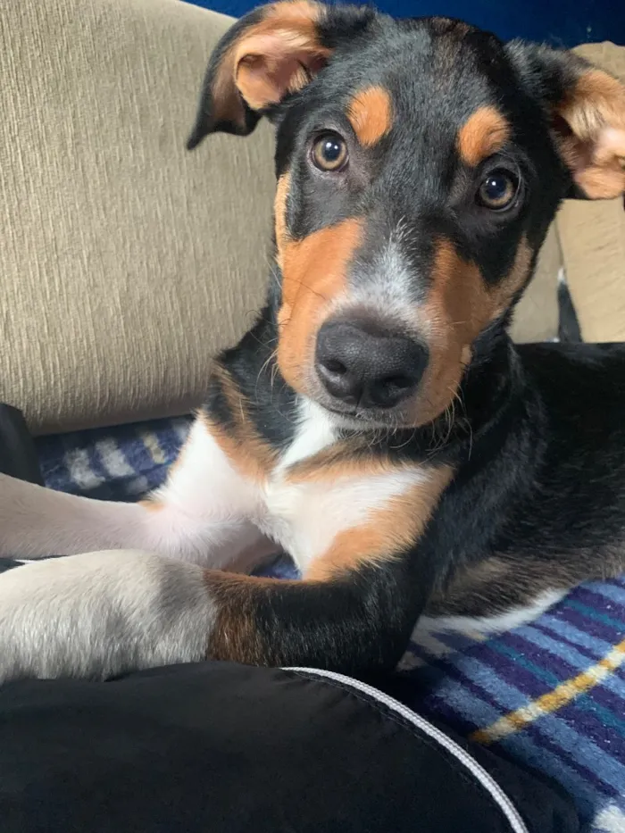 Cachorro raça SRD-ViraLata idade 2 a 6 meses nome Tom Holland