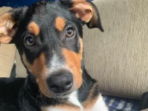Cachorro raça SRD-ViraLata idade 2 a 6 meses nome Tom Holland