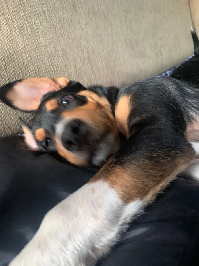 Cachorro raça SRD-ViraLata idade 2 a 6 meses nome Tom Holland