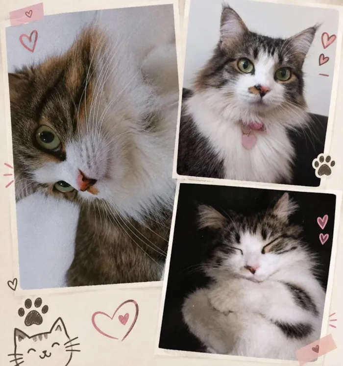 Gato raça SRD-ViraLata idade 1 ano nome estelar 