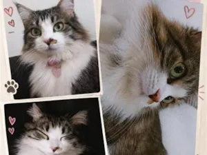 Gato raça SRD-ViraLata idade 1 ano nome estelar 