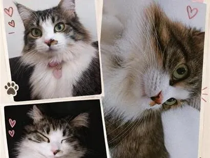 Gato raça SRD-ViraLata idade 1 ano nome estelar 