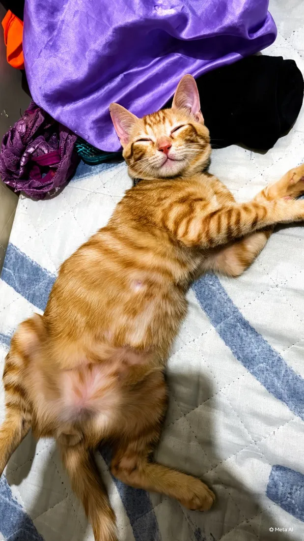 Gato raça SRD-ViraLata idade 2 a 6 meses nome Haaland 