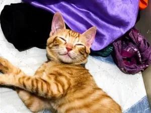 Gato raça SRD-ViraLata idade 2 a 6 meses nome Haaland 