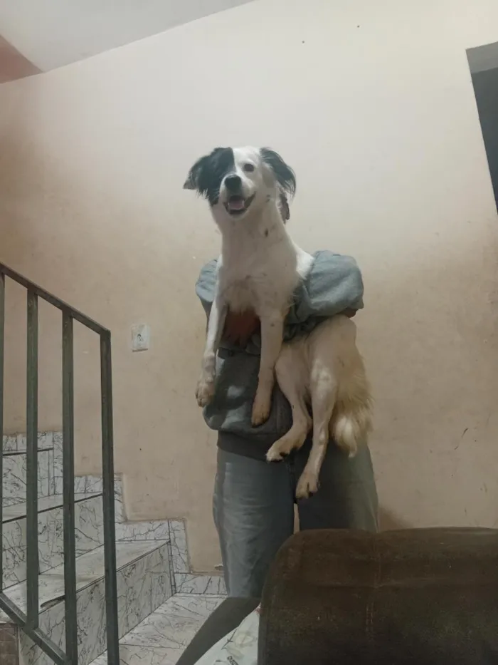 Cachorro raça SRD-ViraLata idade 1 ano nome bellinha