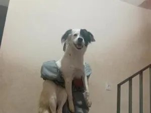 Cachorro raça SRD-ViraLata idade 1 ano nome bellinha