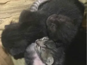Gato raça SRD-ViraLata idade Abaixo de 2 meses nome pitoquinho