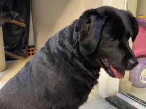 Cachorro raça SRD-ViraLata idade 3 anos nome Jade