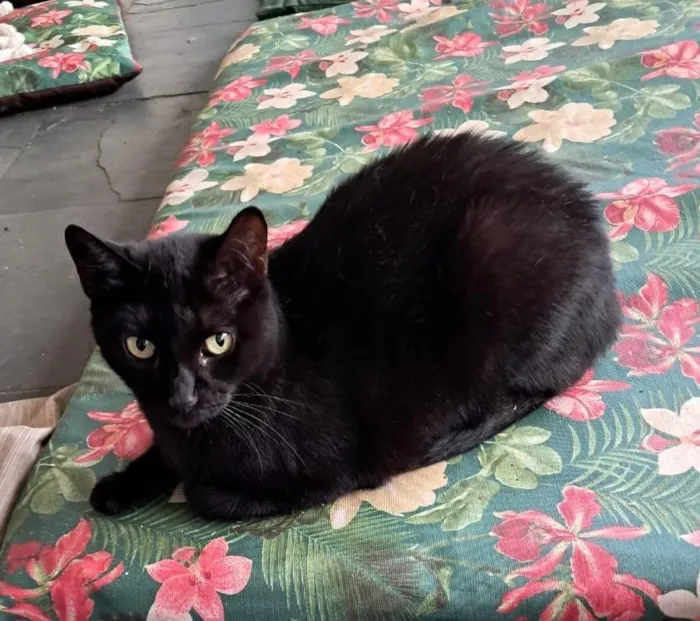 Gato raça SRD-ViraLata idade 2 anos nome Ozzy