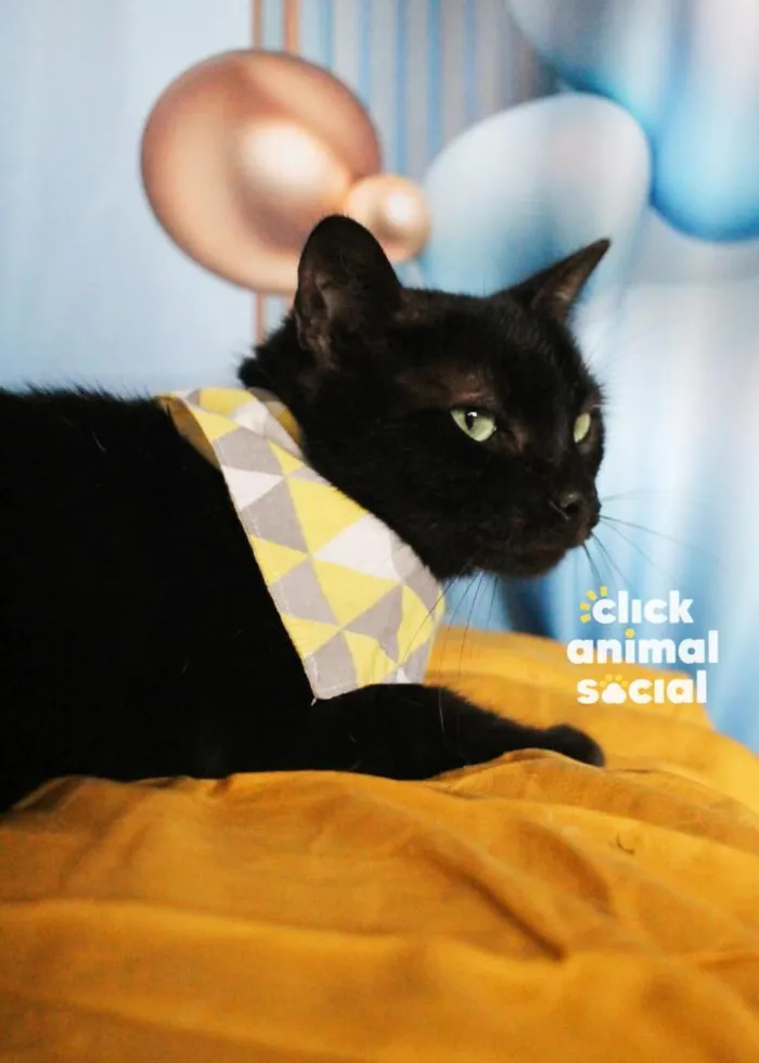 Gato raça SRD-ViraLata idade 2 anos nome Ozzy