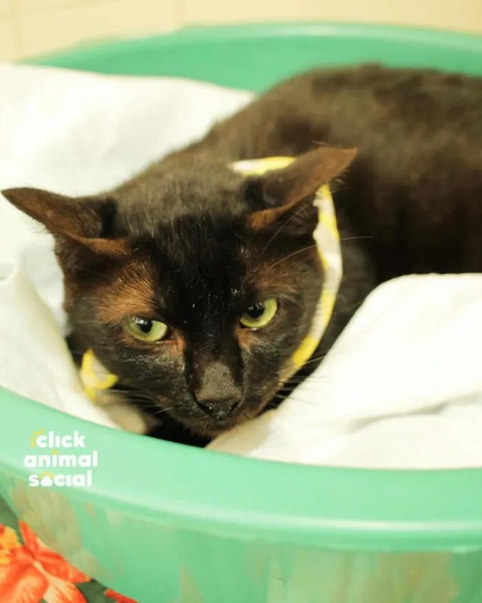 Gato raça SRD-ViraLata idade 2 anos nome Ozzy