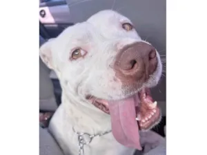 Cachorro raça SRD-ViraLata idade 2 a 6 meses nome Luck