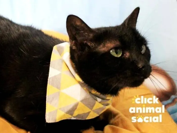 Gato raça SRD-ViraLata idade 2 anos nome Ozzy
