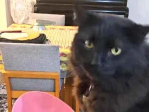 Gato raça SRD-ViraLata idade 6 ou mais anos nome Onix