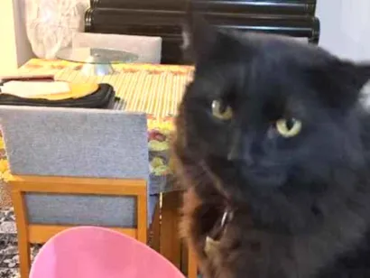 Gato raça SRD-ViraLata idade 6 ou mais anos nome Onix