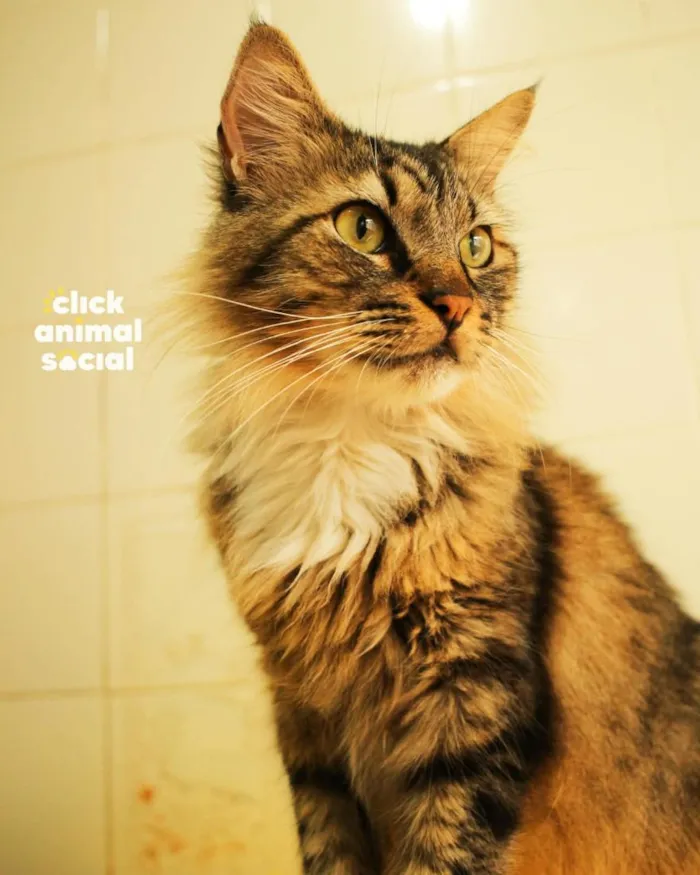 Gato raça SRD-ViraLata idade 4 anos nome Ken