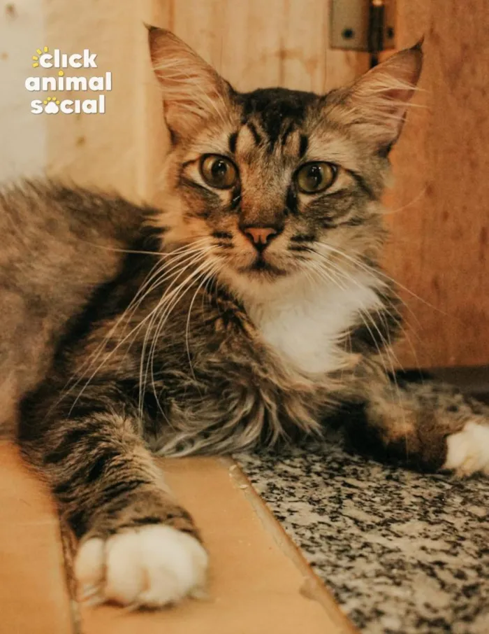 Gato raça SRD-ViraLata idade 4 anos nome Ken