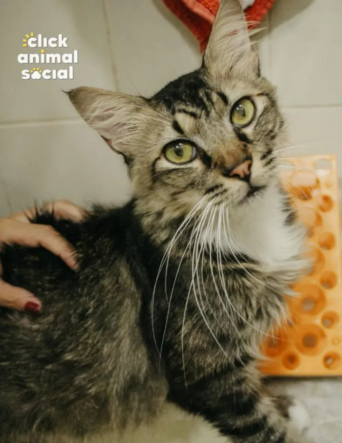 Gato raça SRD-ViraLata idade 4 anos nome Ken