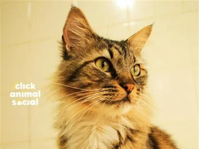 Gato raça SRD-ViraLata idade 4 anos nome Ken
