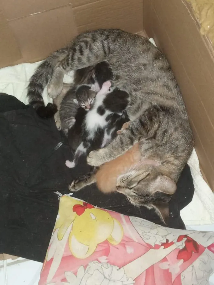 Gato raça SRD-ViraLata idade Abaixo de 2 meses nome Jake, Duke, Nick, Tom e Luke 