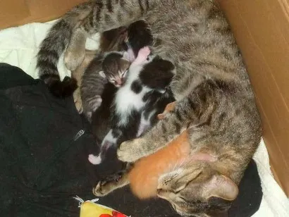 Gato raça SRD-ViraLata idade Abaixo de 2 meses nome Jake, Duke, Nick, Tom e Luke 