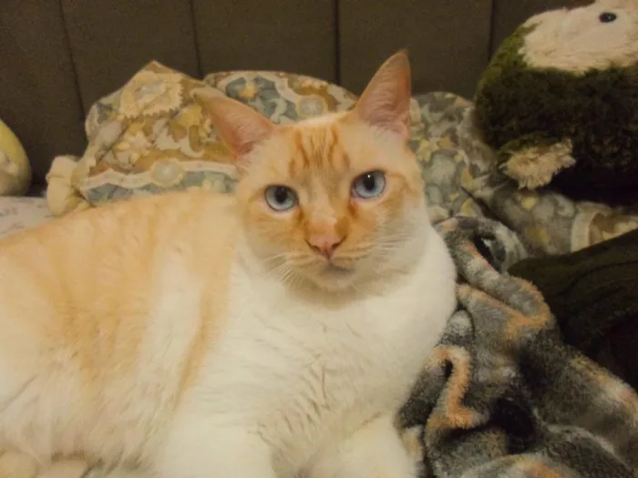 Gato raça SRD-ViraLata idade 6 ou mais anos nome Thor
