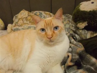 Gato raça SRD-ViraLata idade 6 ou mais anos nome Thor