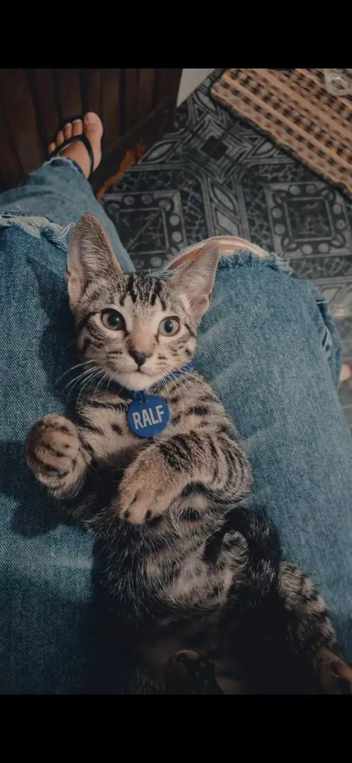 Gato raça SRD-ViraLata idade 2 a 6 meses nome Ralf