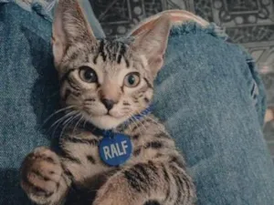 Gato raça SRD-ViraLata idade 2 a 6 meses nome Ralf
