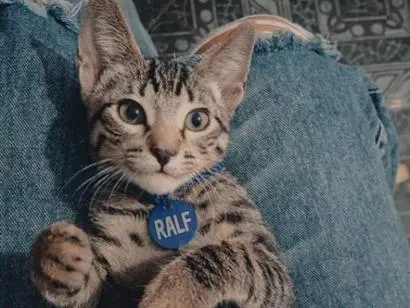 Gato raça SRD-ViraLata idade 2 a 6 meses nome Ralf