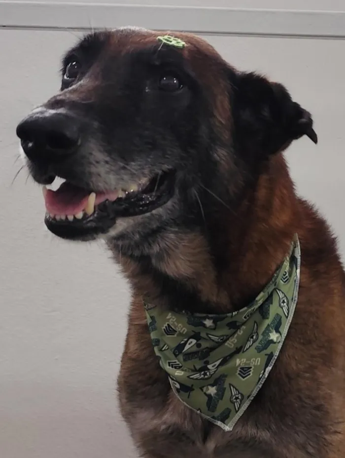 Cachorro raça SRD-ViraLata idade 4 anos nome Não sabemos o nome