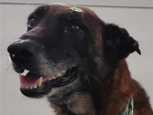 Cachorro raça SRD-ViraLata idade 4 anos nome Não sabemos o nome