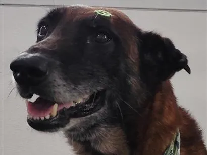 Cachorro raça SRD-ViraLata idade 4 anos nome Não sabemos o nome