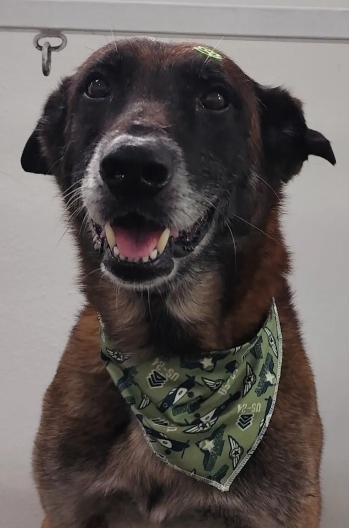 Cachorro raça SRD-ViraLata idade 4 anos nome Não sabemos o nome