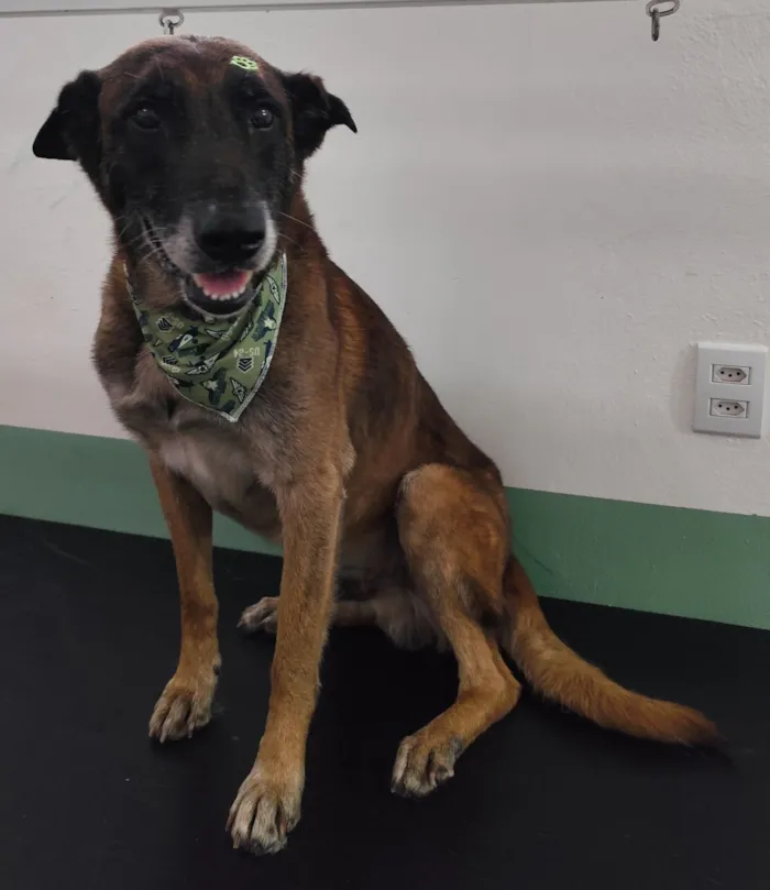 Cachorro raça SRD-ViraLata idade 4 anos nome Não sabemos o nome
