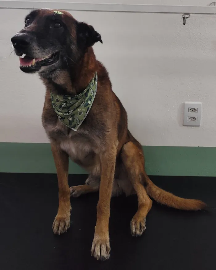 Cachorro raça SRD-ViraLata idade 4 anos nome Não sabemos o nome