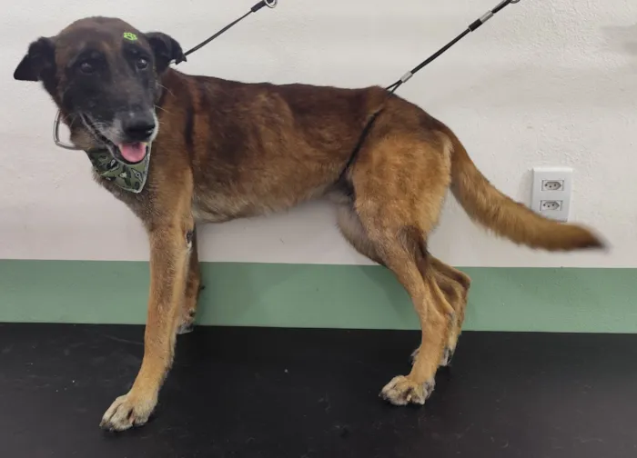 Cachorro raça SRD-ViraLata idade 4 anos nome Não sabemos o nome